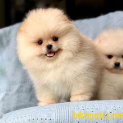 Safkan Pomeranian Boo Yavrularımız 1