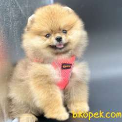 Safkan Pomeranian Boo Yavrularımız 2