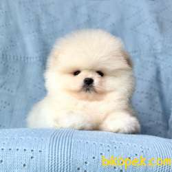 Safkan Pomeranian Boo Yavrularımız 5