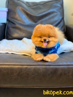 SAFKAN POMERANİAN BOO YETİŞKİN 1