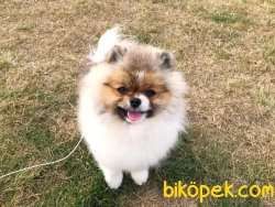 SAFKAN POMERİAN BOO 3