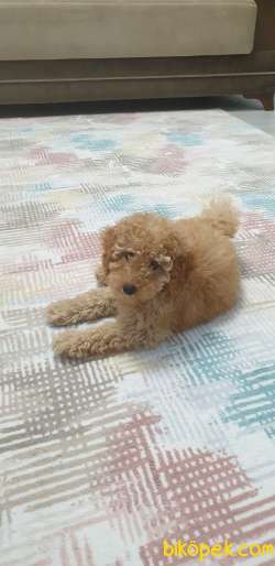 Safkan Poodle 4
