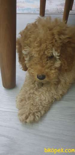 Safkan Poodle 3
