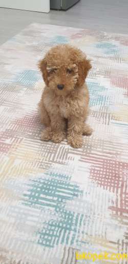 Safkan Poodle 1