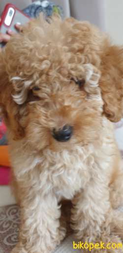 Safkan Poodle 2