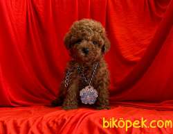 SAFKAN POODLE YAVRULAR 4