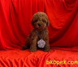 SAFKAN POODLE YAVRULAR 3