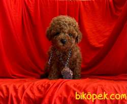 SAFKAN POODLE YAVRULAR 2