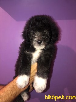 SAFKAN POODLE YAVRULARIMIZ 3