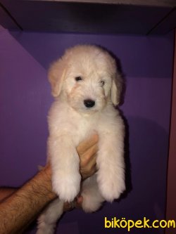 SAFKAN POODLE YAVRULARIMIZ 2