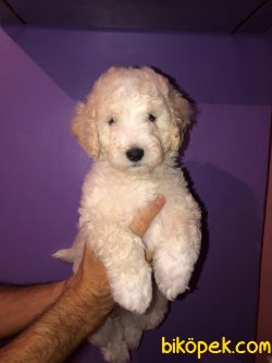 SAFKAN POODLE YAVRULARIMIZ 1