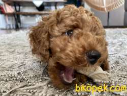 Safkan Poodle Zeki, Çevik Ve Oyuncu 5