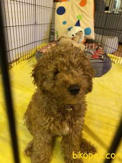 Safkan Poodle Zeki, Çevik Ve Oyuncu 4