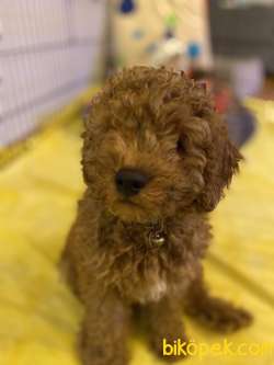 Safkan Poodle Zeki, Çevik Ve Oyuncu 1