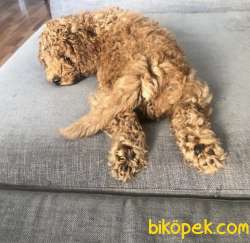 Safkan Poodle Zeki, Çevik Ve Oyuncu 2