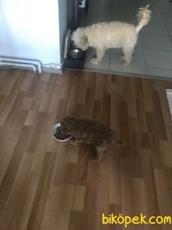 Safkan Poodle Zeki, Çevik Ve Oyuncu 3