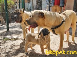 SAFKAN PRESA CANARIO (AŞILARI TAM) 1