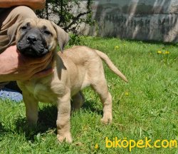 SAFKAN PRESA CANARIO (AŞILARI TAM) 4