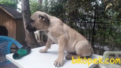 SAFKAN PRESA CANARIO (AŞILARI TAM) 3