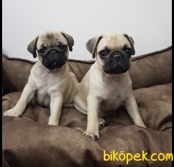 Safkan Pug Mops Yavrularımız 1
