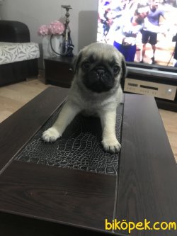 Safkan Pug Yavrusu 5
