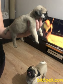 Safkan Pug Yavrusu 3
