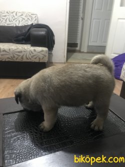 Safkan Pug Yavrusu 4