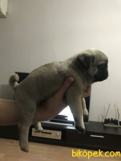 Safkan Pug Yavrusu 1