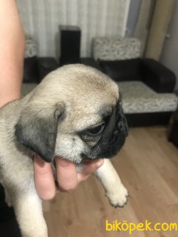 Safkan Pug Yavrusu 2