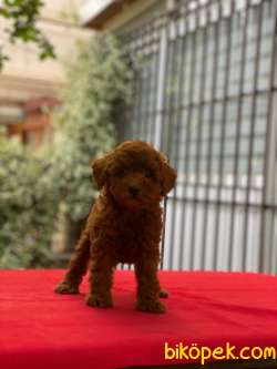 Safkan Red Brown Dişi Toy Poodle 2