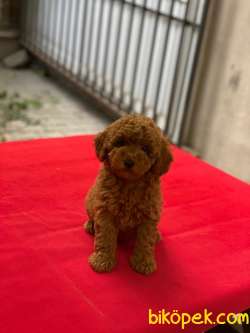 Safkan Red Brown Dişi Toy Poodle