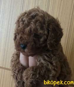 Safkan Red Brown Toy Poodle 1