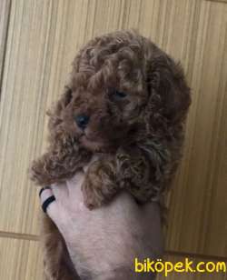 Safkan Red Brown Toy Poodle 4