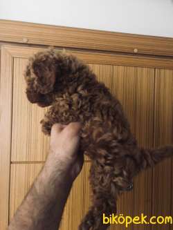 Safkan Red Brown Toy Poodle 5