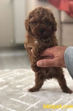 Safkan Red Brown Toy Poodle 2