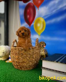 Safkan Red Brown Toy Poodle Oğlumuz Pody  Yavrupatiler 2