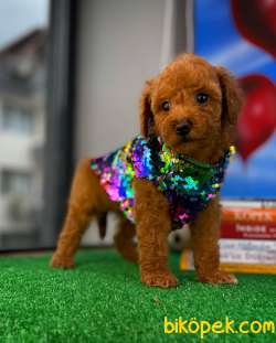 Safkan Red Brown Toy Poodle Oğlumuz Pody  Yavrupatiler 3