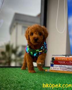 Safkan Red Brown Toy Poodle Oğlumuz Pody  Yavrupatiler 1