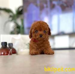 Safkan Red Brown Toy Poodle Yavrularimiz 3