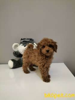 Safkan Red Brown Toy Poodle Yavrularimiz 1