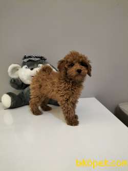 Safkan Red Brown Toy Poodle Yavrularimiz 3