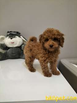 Safkan Red Brown Toy Poodle Yavrularimiz 2