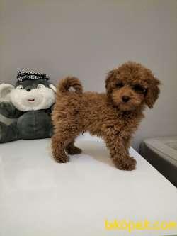 Safkan Red Brown Toy Poodle Yavrularimiz 5