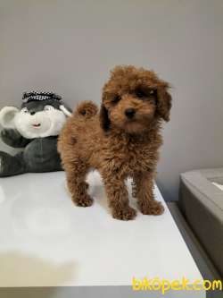 Safkan Red Brown Toy Poodle Yavrularimiz 4