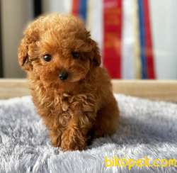 Safkan Red Brown Toy Poodle Yavrularimiz 3