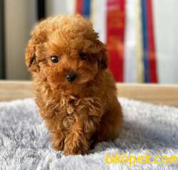 Safkan Red Brown Toy Poodle Yavrularimiz 4