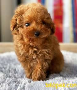 Safkan Red Brown Toy Poodle Yavrularimiz 2