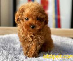 Safkan Red Brown Toy Poodle Yavrularimiz 1
