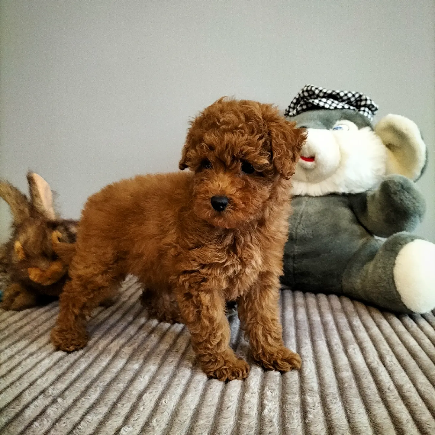 Safkan Red Brown Toy Poodle Yavrularimiz 2