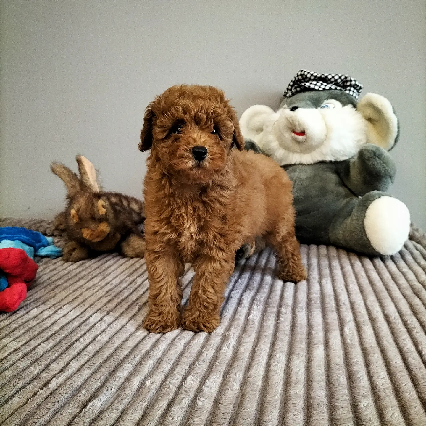 Safkan Red Brown Toy Poodle Yavrularimiz 3